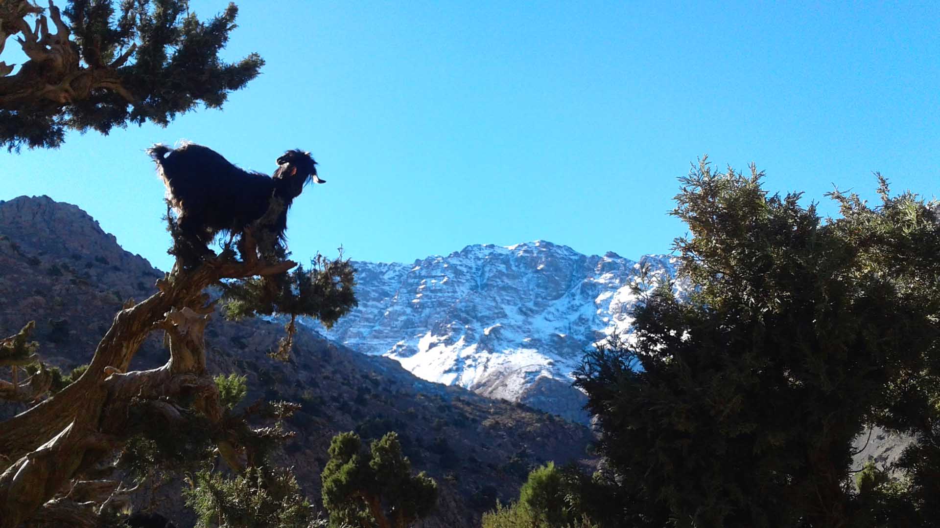 trekking atlas mountains